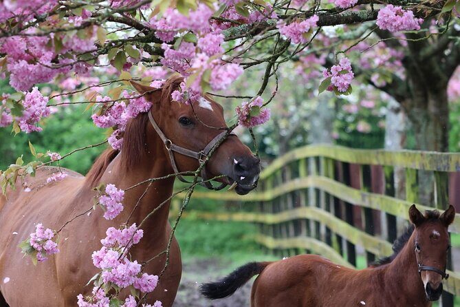 Irish National Stud & Gardens Skip the line Entrance - The Irish National Stud & Gardens: A Detailed Overview