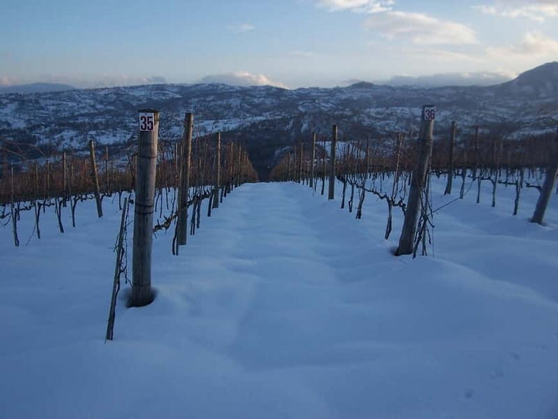 Irpinia Wine Tasting Experience - The Value of the Experience