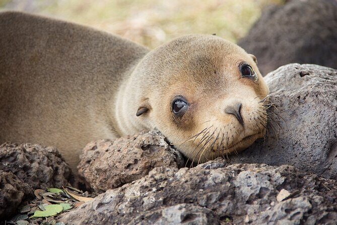 Isabela full-day from Santa Cruz with Tintoreras & Flamingos - What Does This Tour Mean for You?