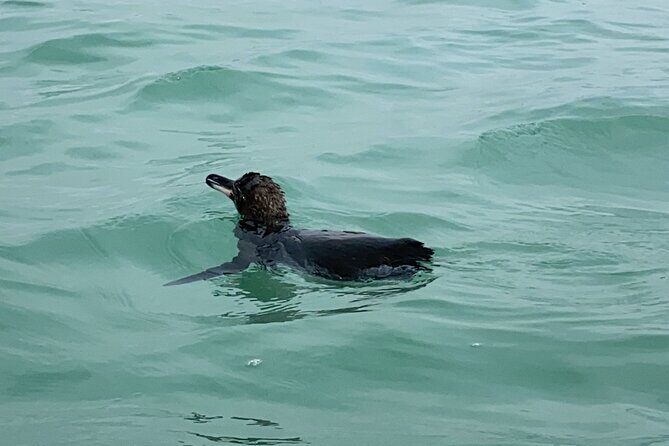 Isabela Island Tour in Galapagos with Kayak - Key Points