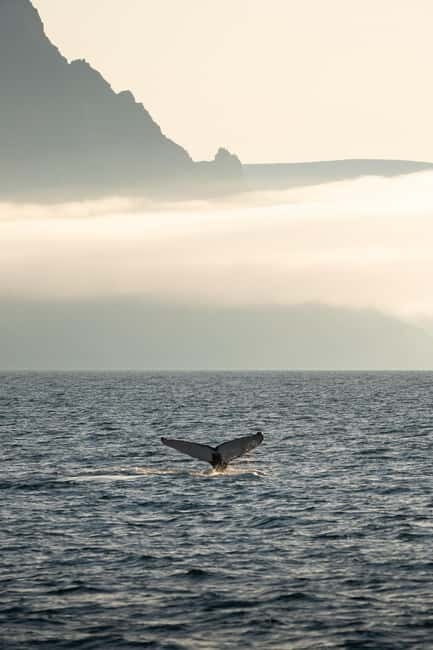 Ísafjörður: Westfjords Whale Watching Boat Tour - A Detailed Look at the Westfjords Whale Watching Experience