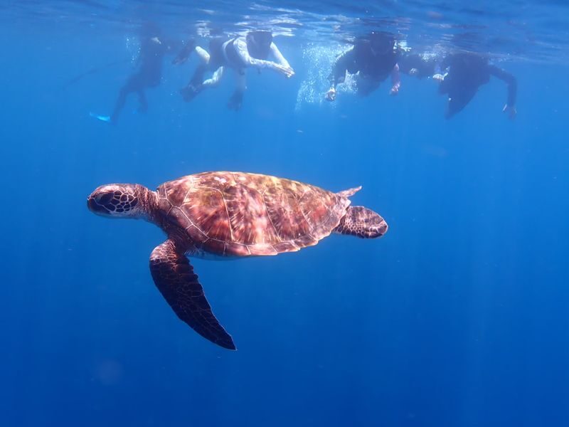 Ishigaki Island/1-day Kabira Bay SUP/Canoe & Blue Cave Snorkeling Experience (Okinawa) - Guides make the difference for beginners