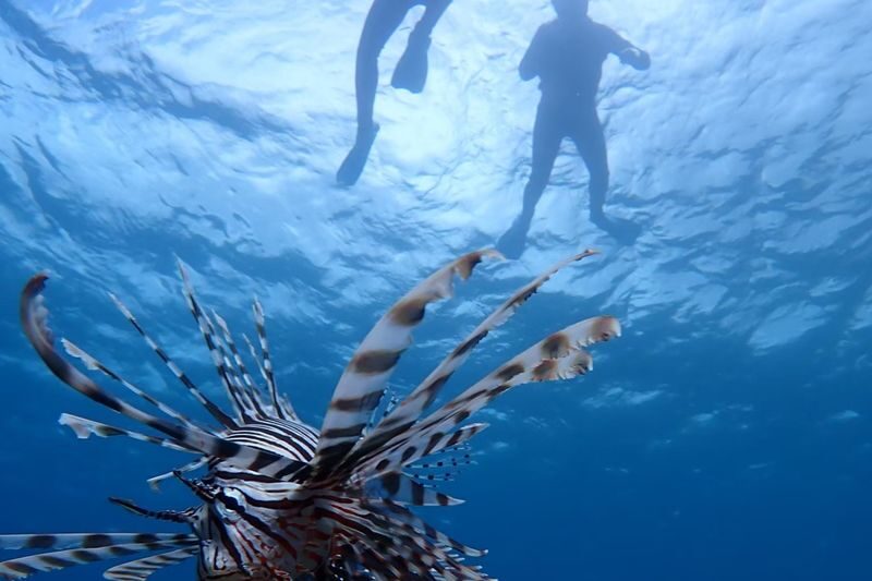 Ishigaki Island: 1-Day Tour Mangrove SUP & Canoe & Blue Cave Snorkeling - A port-side pause for lunch