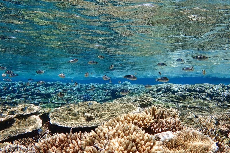 Ishigaki Island: 1-Day Tour Mangrove SUP & Canoe & Blue Cave Snorkeling - Snorkeling near the Blue Cave