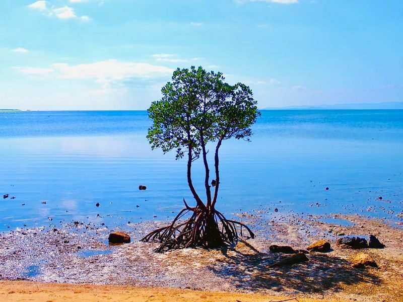 Ishigaki Island Guided Sightseeing Photo Tour: Visiting Popular Spots like Kabira Bay with Photo Data Included - Weather, group size, and practical details