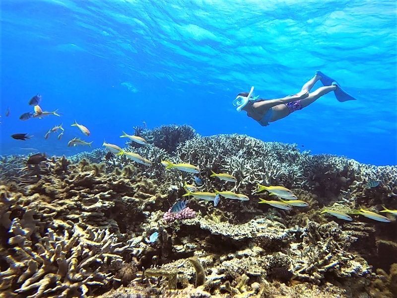 Ishigaki Island Half-Day Sea Turtle Snorkeling / Experience Diving & Snorkeling Double Experience - Sea turtles are the reason to go