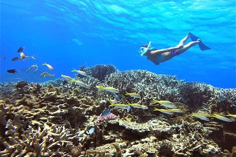 Ishigaki Island Half-Day Sea Turtle Snorkeling / Experience Diving & Snorkeling Double Experience - Know the age and health limits