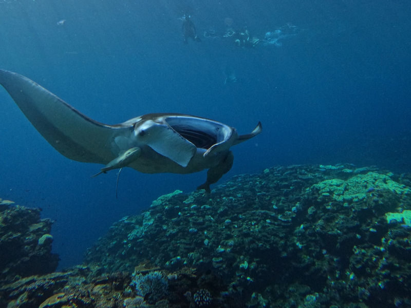Ishigaki Island Marine Sports - The highlights to know before you book