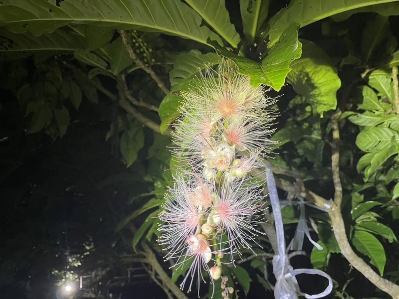 Ishigaki Island Night Barringtonia racemosa Viewing Tour - A flower with a very short night