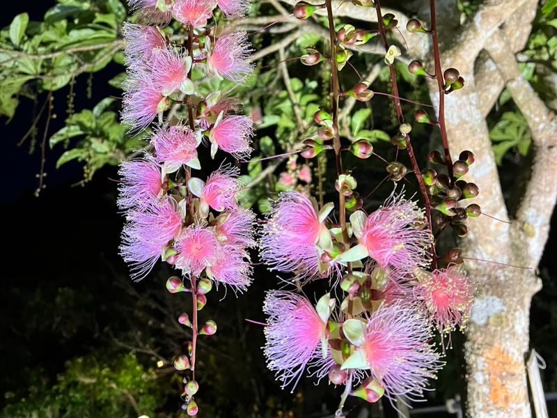 Ishigaki Island Night Barringtonia racemosa Viewing Tour - Group size can shape the experience