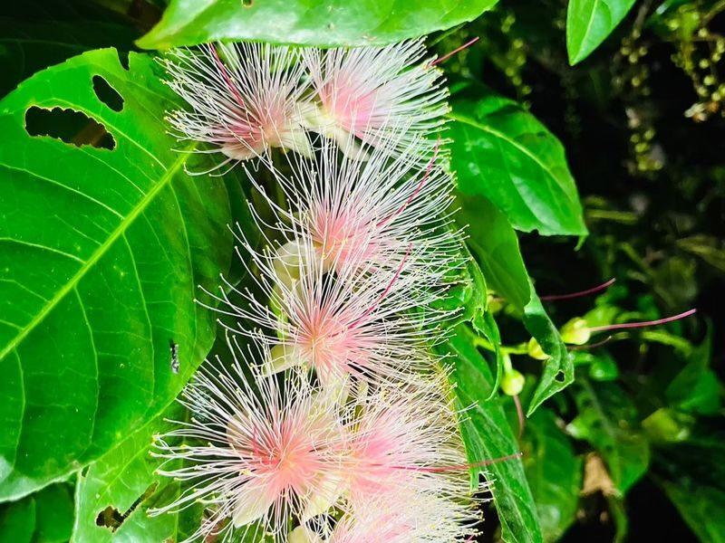 Ishigaki Island Night Barringtonia racemosa Viewing Tour - Who should book this Ishigaki night tour?
