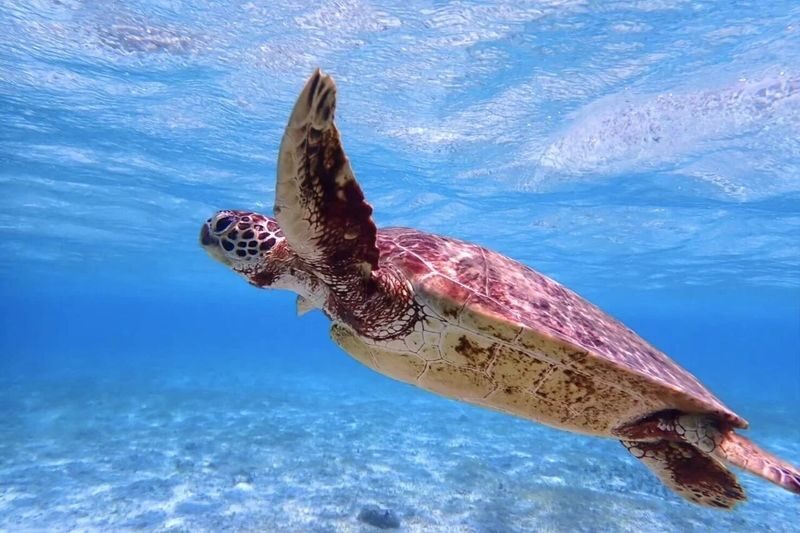 Ishigaki Island: Phantom Island & Blue Cave Snorkeling (1-Day Tour) - A long lunch break, with a little planning required