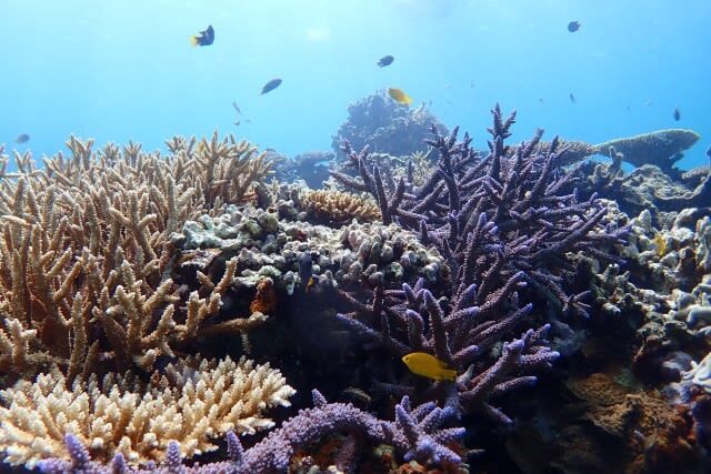 Ishigaki Island: "Phantom Island" Hamajima Landing & Boat Snorkeling (Half-Day Tour) - Snorkeling for beginners, with clear safety limits