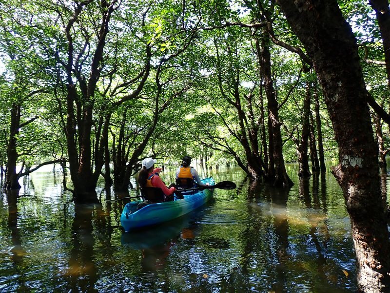 Ishigaki Island/Private Kayak Tour: Beautiful Ocean Kayak or Mangrove Kayak (Tour Photos Included/Free Transportation) - Transport, meeting point, and what to bring