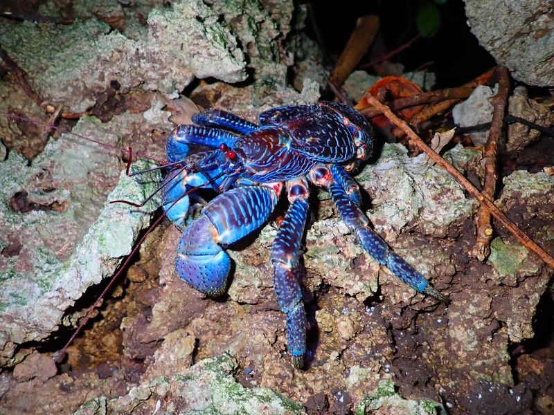 Ishigaki Island: Stargazing & Jungle Night Tour (Okinawa) - Leaving the port for Ishigaki after dark