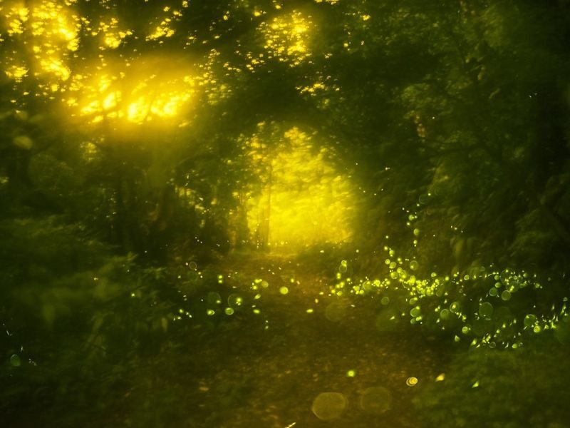 Ishigaki Island: Sunset & Limited-Time Yaeyama Hime Firefly Watching Tour (Okinawa) - What the fireflies may look like