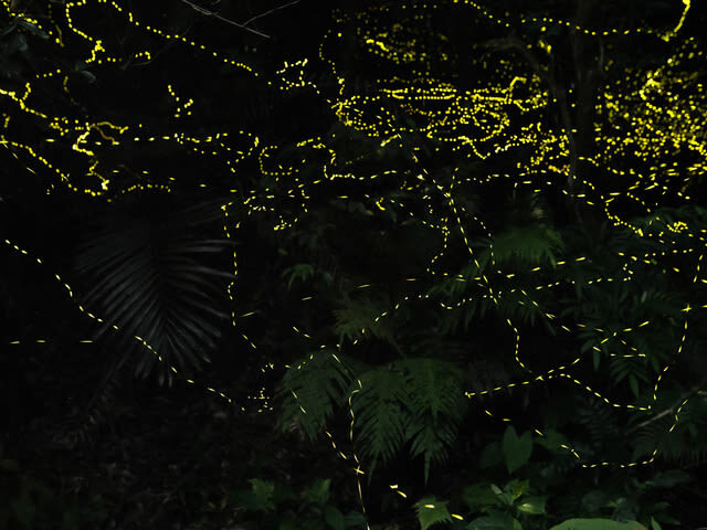 Ishigaki Island: Sunset & Limited-Time Yaeyama Hime Firefly Watching Tour (Okinawa) - Should you book this firefly tour?