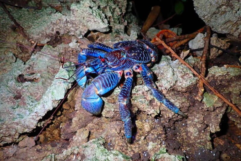 Ishigaki: Jungle Walk and Stargazing Night Tour - Exploring Ishigaki’s Jungle and Stars: A Night Tour Worth Considering