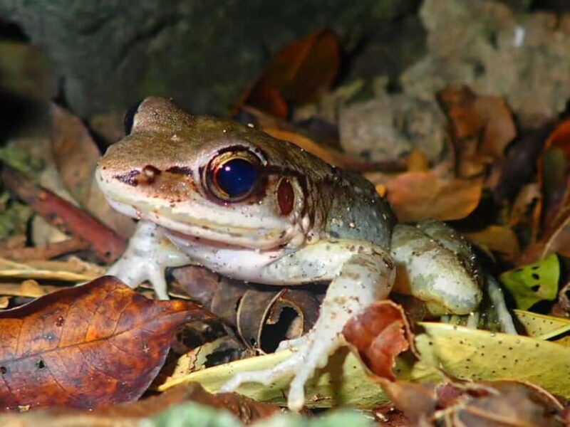 Ishigaki: Jungle Walk and Stargazing Night Tour - Key Points