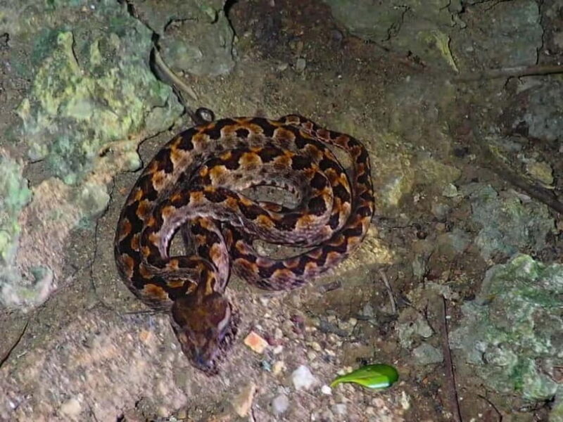 Ishigaki: Jungle Walk and Stargazing Night Tour - Final Thoughts: Is This Tour for You?