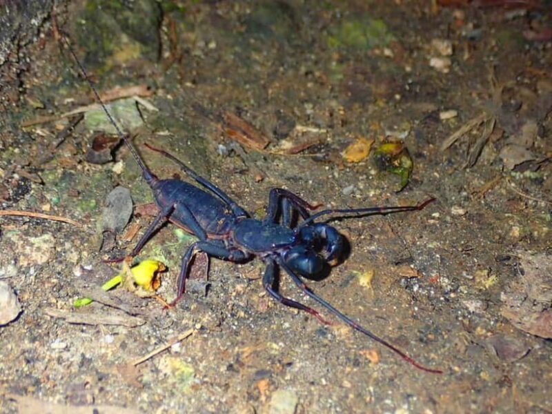 Ishigaki: Jungle Walk and Stargazing Night Tour - FAQs