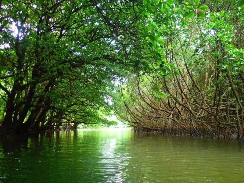 Ishigaki: Mangrove SUP or Canoe & Phantom Island Snorkeling - Key Points
