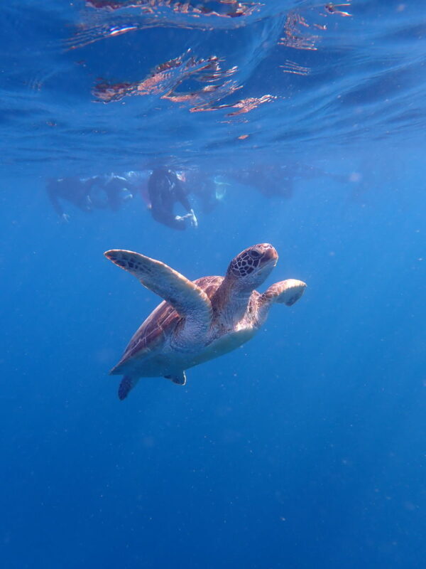 Ishigaki Sea Turtle Snorkel: Small Group/Beginner Friendly - What to know before you book