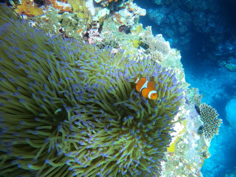 Ishigaki Sea Turtle Snorkel: Small Group/Beginner Friendly - Guides, gear and the small-group feel