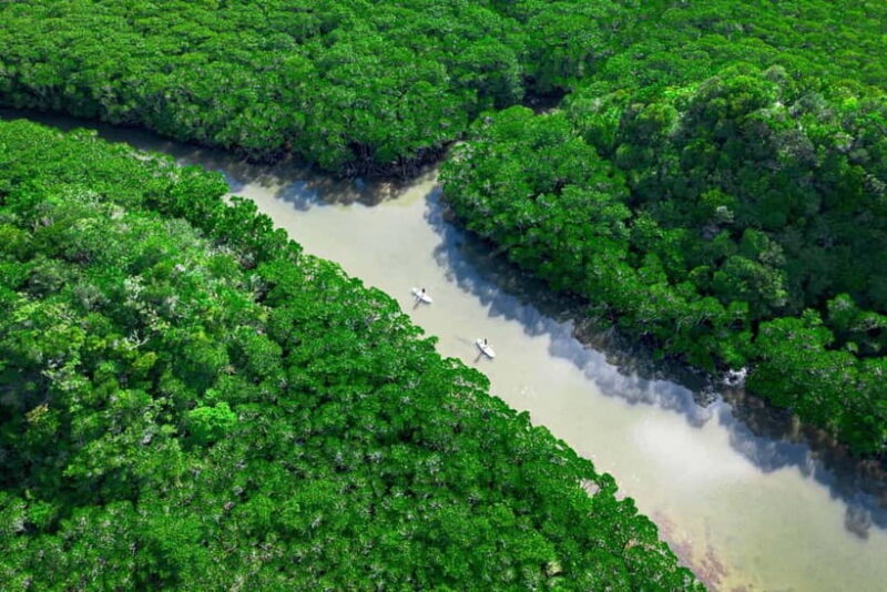 Ishigaki:Mangrove&Sea SUP/Kayak Tour with SLR&Drone footage - What’s Included and What to Bring