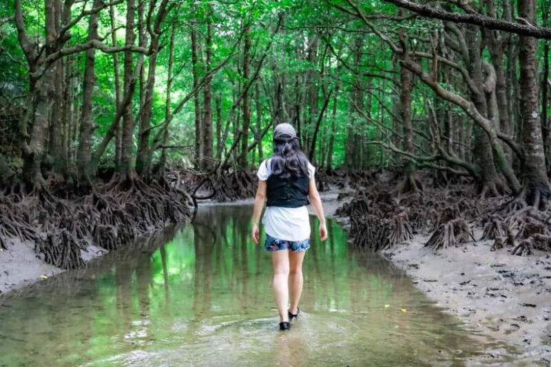 Ishigaki:Mangrove&Sea SUP/Kayak Tour with SLR&Drone footage - The Itinerary and What Makes It Special