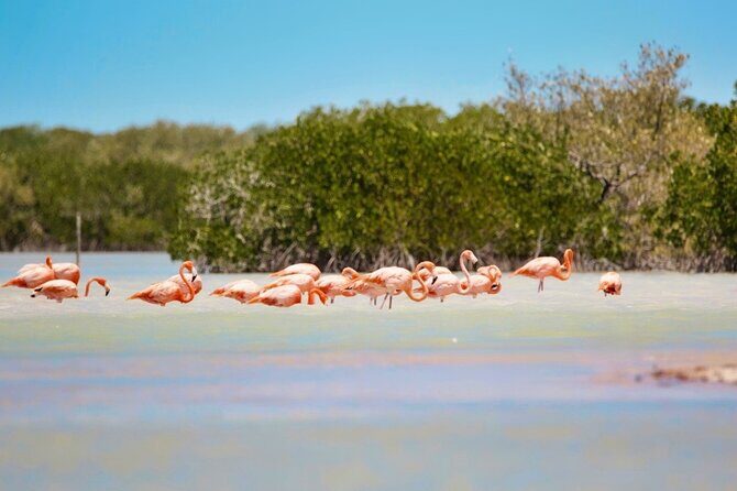 Isla Columpios and Progreso Day Trip - The Sum Up