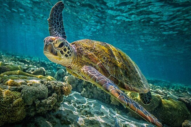 Isla Contoy Day Trip - A Closer Look: The Realities of the Isla Contoy Day Trip