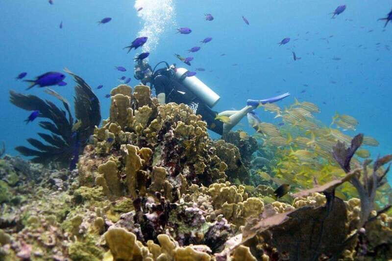 Isla Mujeres: 2-Tank Dive for Certified Divers - Discover the Underwater World of Isla Mujeres: 2-Tank Dive for Certified Divers