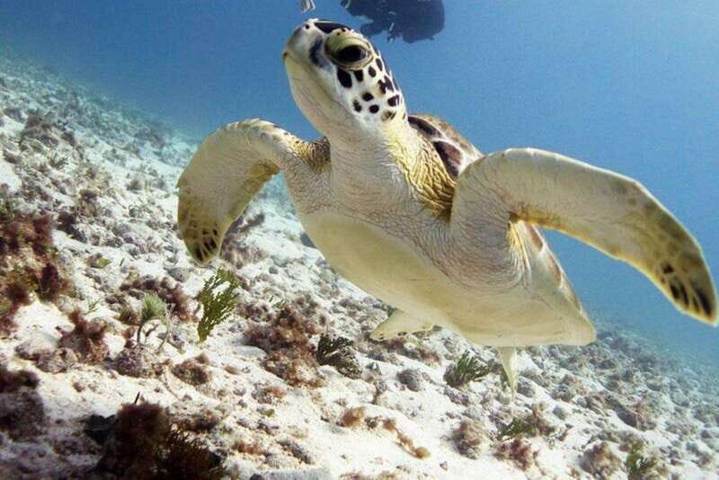 Isla Mujeres: 2-Tank Dive for Certified Divers - Final Thoughts: Is This Tour Worth It?