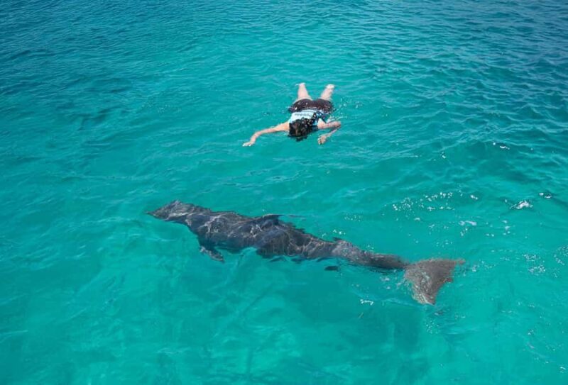 ISLA MUJERES: Dolphin Royal Connection & buffet from Cancun - Practical Details and Considerations