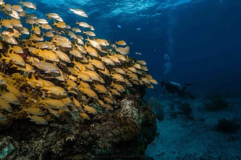 Isla Mujeres - MUSA and the Manchones Reef - Snorkel - The Value of the Tour