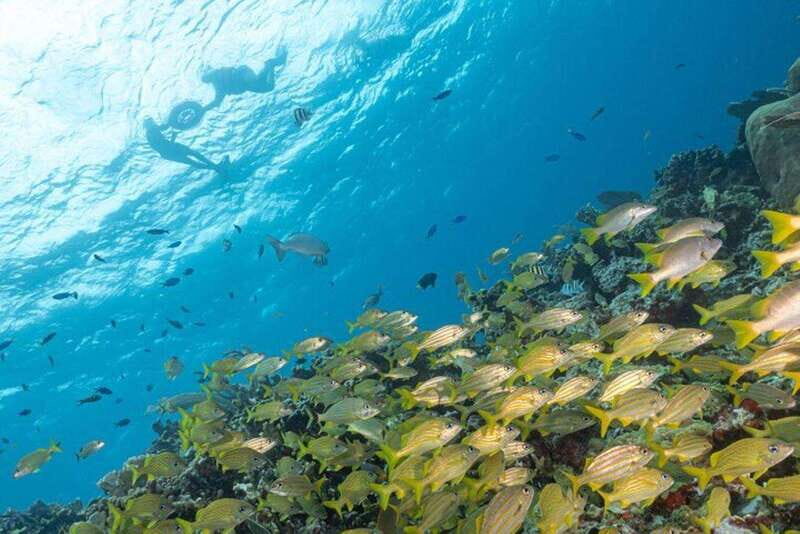 Isla Mujeres: Snorkel Tour at Musa and Manchones Reef - An Honest Breakdown of the Snorkel Tour Experience