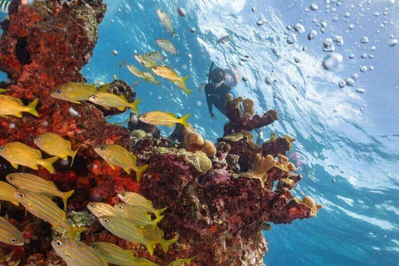 Isla Mujeres: Snorkel Tour at Musa and Manchones Reef - Who Will Love This Tour?