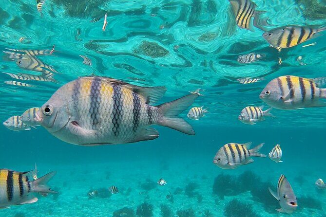 Isla Mujeres Snorkeling Adventure at the Underwater Museum - The Sum Up