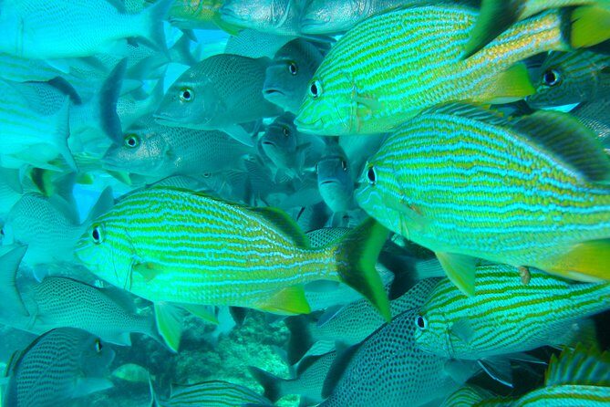 Isla Mujeres Snorkeling Tour - Authentic Experiences and Honest Insights