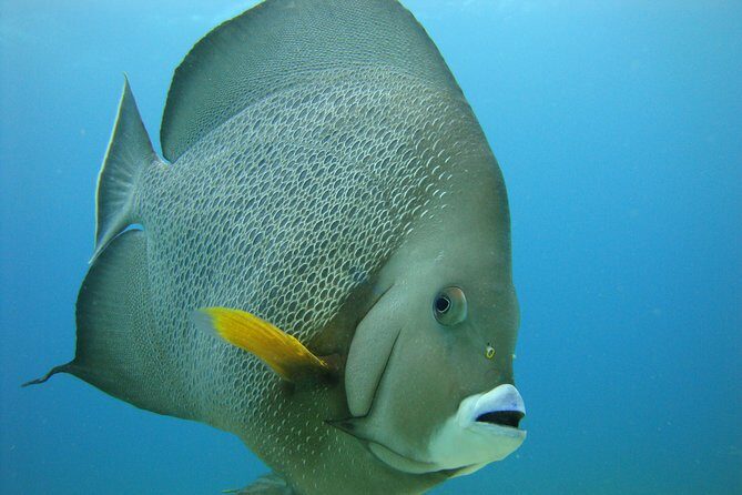 Isla Mujeres Snorkeling Tour - Who Should Consider This Tour