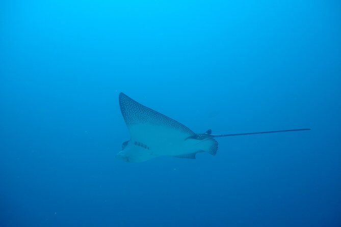 Isla Pinzón - Day Tour - From Santa Cruz - Islas Galápagos - A Deep Dive into the Isla Pinzón Experience