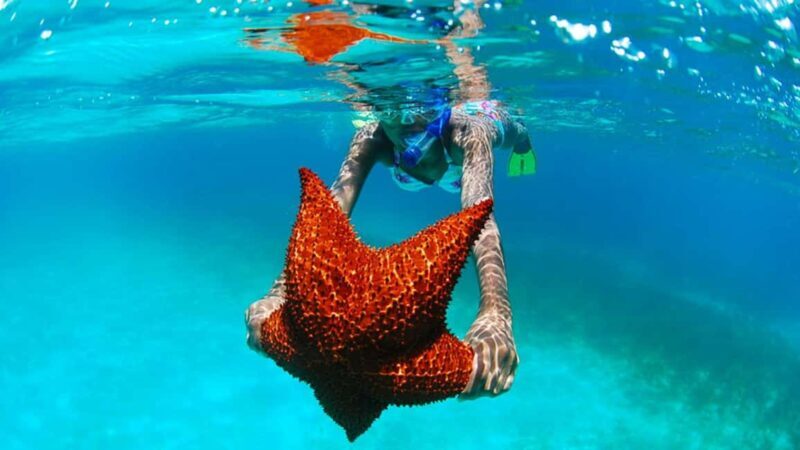 isla saona día completo - A Deep Dive Into the Isla Saona Experience