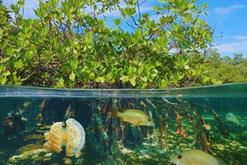 Isla Saona Speedboat Tour - Lunch, Wildlife & Natural Pools - Authenticity and Value