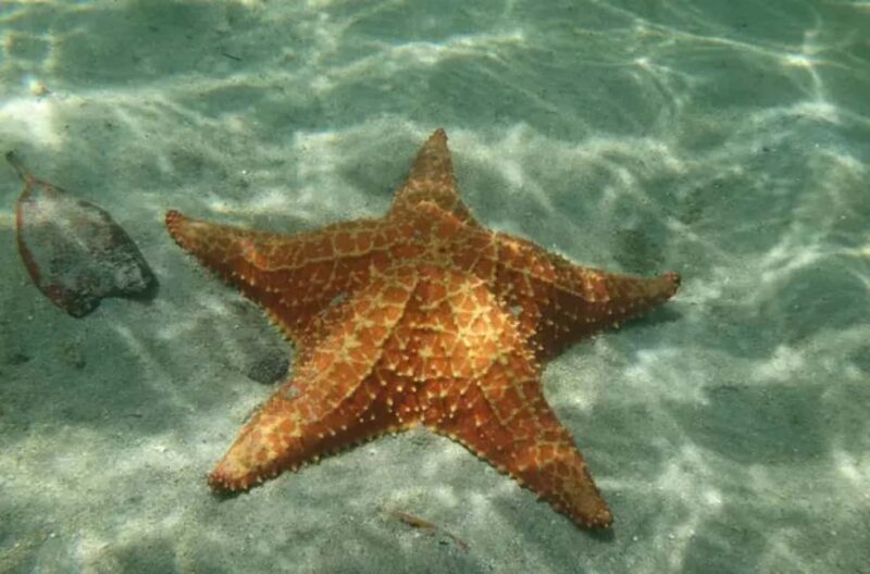 Isla Saona Speedboat Tour - Lunch, Wildlife & Natural Pools - FAQ