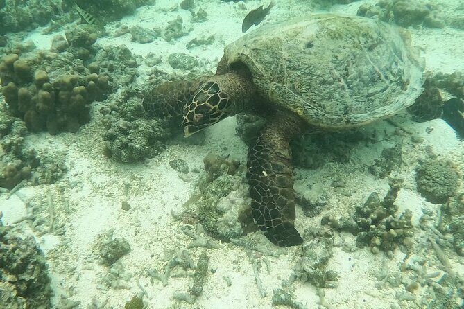 Island Adventure for Cruise Ship Passengers - FAQ