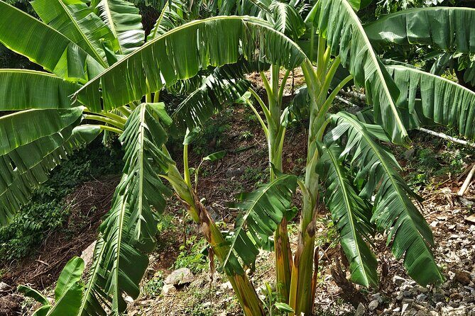 Island Eco Farm Tour with Local Treats and Sapphire Beach Time - Sapphire Beach: The Perfect Beach Escape