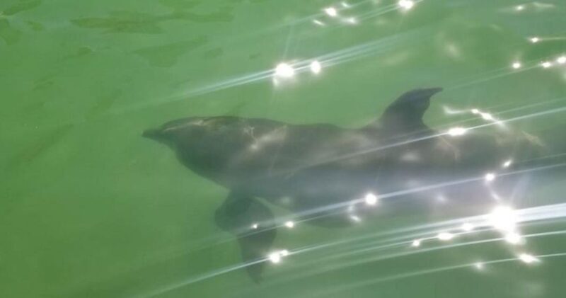 Island Paradise: Dolphin, Shelling, Birding Eco Boat Tour - Final Thoughts