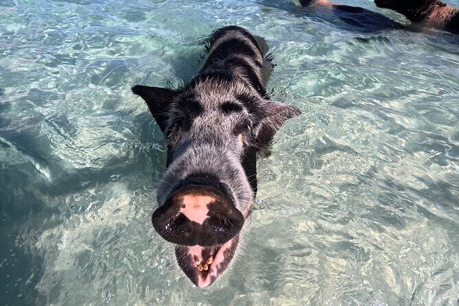 Island Skipper Private Boat Charter & Snorkel Experience - Frequently Asked Questions