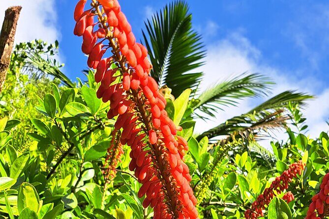 Island Tour (Food and Drinks include) - FAQs